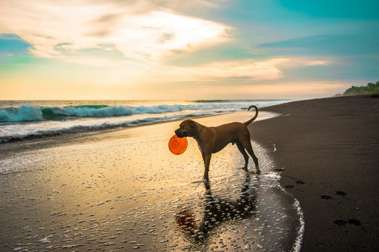 Top 10 Must-Have Dog Toys for Every Pet Parent