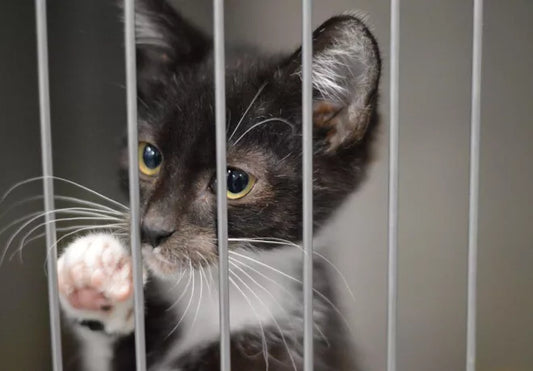 How to Prepare Your House for a New Pet?