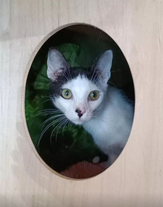 🐾 Adopting a Pet for Winter: Why October is a Great Time to Find Your Furry Friend for the Colder Months ❄️