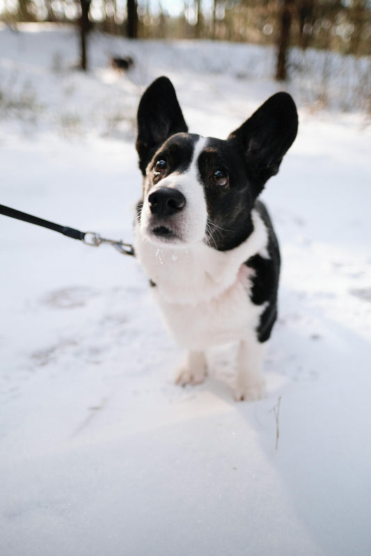 DOG BODY LANGUAGE; A GUIDE TO WHAT YOUR DOG IS TELLING YOU