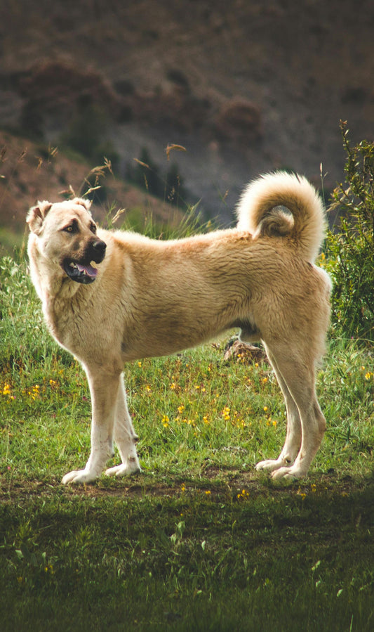 How to Protect Yourself and Your Dog from Off-Leash Dogs
