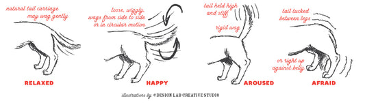 Why does a dog wag his tail when he is stressed?