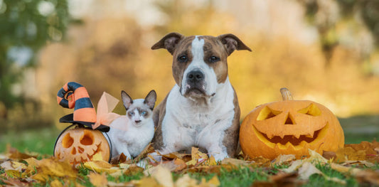 🎃 Halloween Safety Tips for Pets: How to Keep Your Furry Friends Safe During Halloween Festivities 🐾
