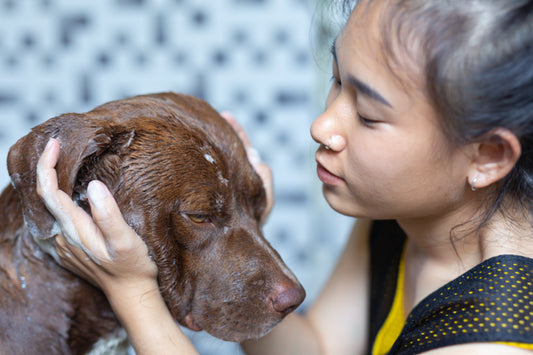Understanding Pet Allergies: Signs, Causes & Solutions 🐾🤧