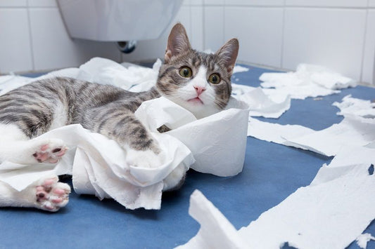 How to Deal with the Most Annoying Habits of Your Cat?