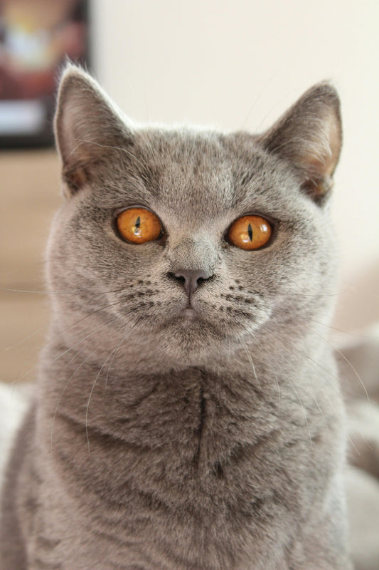 Spring Cleaning for Cat Owners: Tips to Keep Your Home Fresh & Fur-Free