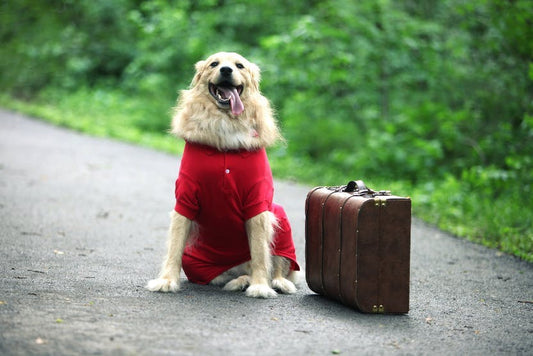 Holiday Travel with Pets: Tips for a Stress-Free Journey