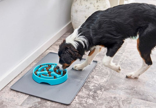 Why Are Slow Feeder Bowls Essential for Your Dog’s Health?
