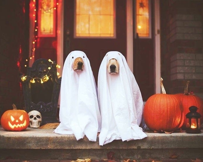 Get Ready to Share the Fun! 🎃