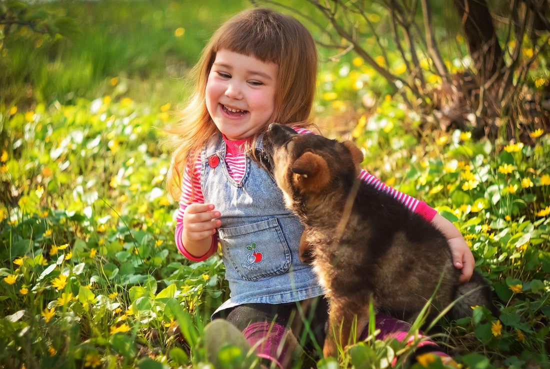 How to Best Care for Your Dog During Springtime