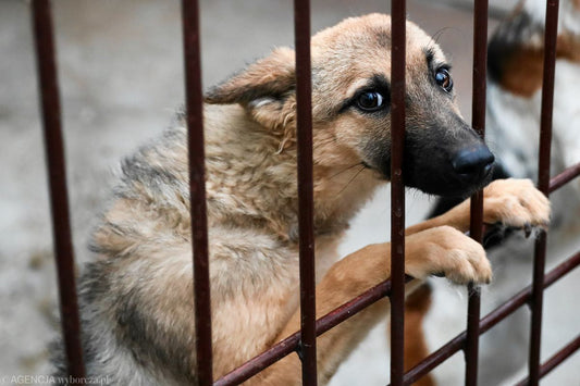 How to Overcome potential Problems You Might Encounter When Adopting a Pet from a Shelter